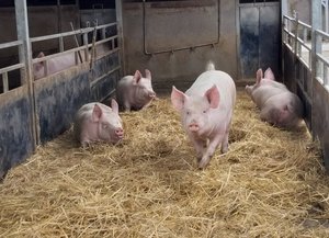 Das Bild zeigt einige Schweine auf dem Hof Heigl auf Stroh mit viel Platz