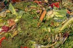 Das Bild zeigt den Inhalt einer (Bio-)Mülltonne: große Mengen an Gemüse. Zu erkennen sind Blumenkohl, Karotten, Pastinaken.