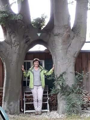 Das Bild zeigt Rosi Steinberger unter einem Baumgiganten. Zwei Bäume, die mit einem waagrechten Ast zusammengewachsen sind.